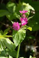 rouge campion, silène dioïque, croissance dans printemps dans surrey photo