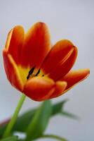 vibrant coloré tulipe floraison dans printemps photo