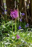 de bonne heure violet orchidée floraison dans printemps dans une bois dans est sussex photo