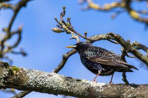 étourneau alerte et vigilant dans une arbre dans printemps photo