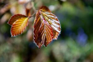cuivre hêtre, fagus Sylvatica atropunicea, feuilles émergente dans printemps photo