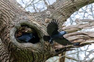 choucas, corvus monédule, en volant de ses nid dans un chêne arbre photo