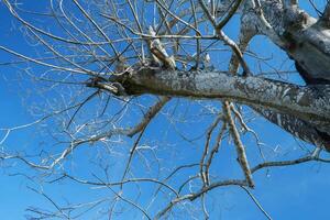 vieux et sec arbre les troncs sans pour autant feuilles. sec saison photo concept