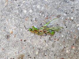 sauterelles ou mantes cette mourir de étant mangé par fourmis photo