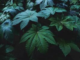 tropical vert feuille sur foncé Contexte dans Naturel pluie forêt photo