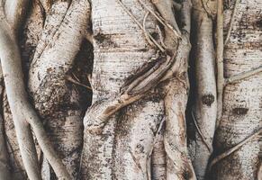 photo de une arbre tronc où le les racines montée le tronc.