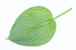 diverses variétés de feuilles d'hosta isolées sur fond blanc. photo d'atelier.