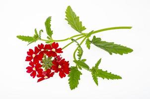 fleurs rouges verveine canadensis sur fond blanc. studio photo