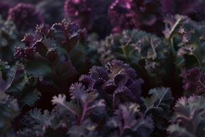 Frais vert et violet chou frisé les plantes sur marbre, biologique légumes photo