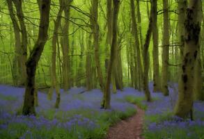 une vue de jacinthes dans une bois photo