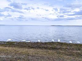 lac avec oiseaux, cygnes en hiver. photo