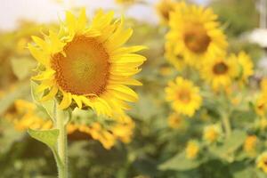 magnifique Jaune tournesol dans le champ photo