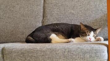 une duveteux chat dort solidement sur une confortable canapé photo