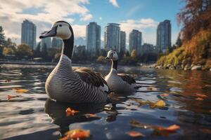 deux canards pacifiquement flottant sur le l'eau de une serein lac. photo