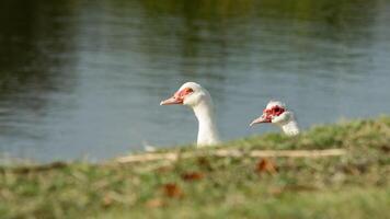 canards furtivement sur le lagune photo