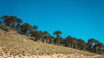 araucarias dans patagonie photo