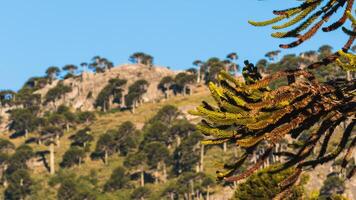 araucaria araucana - péhuènes photo