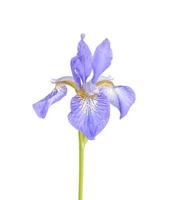 iris de jardin frais bleus sur fond de papier clair. photo