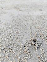 Crabe des trous sur plage dans ensoleillement journée photo