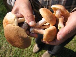 mangeable champignons dans mains, fermer photo
