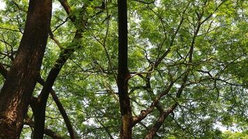 une arbre cette a beaucoup de brindilles et vert feuilles dans le Matin photo