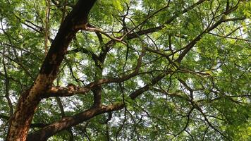 une arbre cette a beaucoup de brindilles et vert feuilles dans le Matin photo