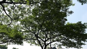 une arbre cette a beaucoup de brindilles et vert feuilles dans le Matin photo