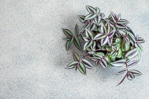 Accueil plante tradescantia zébrine sur une gris Contexte photo