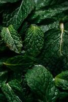 une proche en haut de vert feuilles sur une table photo