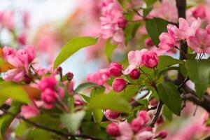 magnifique rose Pomme arbre fleurs dans le jardin photo