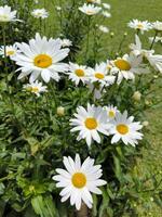 Bellis Perennis ou l'ecchymose, commun gowan, OIE fleur, herbe Marguerite, pelouse Marguerite, marguerite, mai gowan, le midi fleur, vrai Marguerite, plaie photo