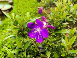 violet mélastome plérome semidécandre ou Princesse fleur, gloire buisson ou lasiandra sont épanouissement dans été photo