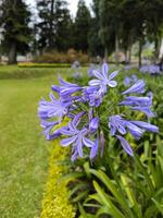 agapanthe campanulé ou africain lis ou lis de Nil ou violet lis Floraison dans le jardin photo