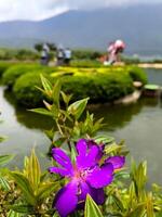 violet mélastome plérome semidécandre ou Princesse fleur, gloire buisson ou lasiandra sont épanouissement dans été photo
