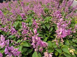 violet salvia fleurs épanouissement dans le Eden jardin photo