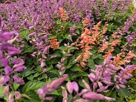 violet salvia fleurs épanouissement dans le Eden jardin photo