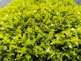 cuphea hyssopifolia, le faux chauffage, mexicain chauffage, hawaïen bruyère ou elfin herbe, est une petit à feuilles persistantes arbuste photo