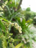 quille fruit fleur ou burahol ou stéléchocarpe burahol est une typique fruit de Indonésie photo