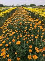 le vibrant chrysanthème dans le local cultiver. photo