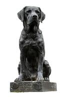 bronze statue de une chien photo