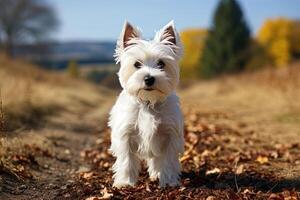 Ouest montagnes blanc terrier sur une été nature, ai art photo