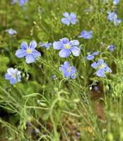 vif bleu lin fleurs avec délicat pétales et brillant Jaune centres, dans une Naturel jardin réglage photo