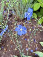 vif bleu lin fleurs avec délicat pétales et brillant Jaune centres, dans une Naturel jardin réglage photo