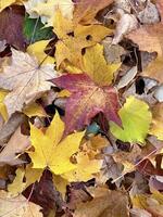 fermer de vibrant l'automne feuilles, une mélanger de jaune, rouge, et marron teintes, parfait pour saisonnier dessins photo