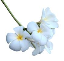 épanouissement blanc plumeria rubra fleur ou frangipanier fleurs brunch isolé sur blanc Contexte photo