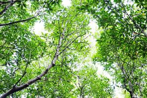 destination environnement préservation dans coq les plantes ou pommetier mangrove forêt avec Naturel lumière du soleil photo