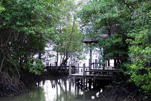 en bois thaïlandais pavillon front de mer dans coq plante et pommetier mangrove de mangrove forêt dans Thaïlande photo