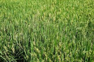 paysage nouvellement planté paddy riz des champs dans le campagne de Thaïlande photo