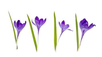 fleurs de crocus violet isolés sur fond blanc. photo