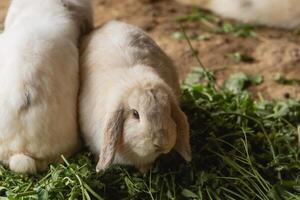 une lapin est en mangeant herbe dans une champ. le lapin est le principale concentrer de le image, et il est profiter ses repas. le herbe est vert et luxuriant, fournir une en bonne santé photo